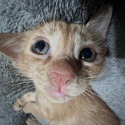 FOMOCAT