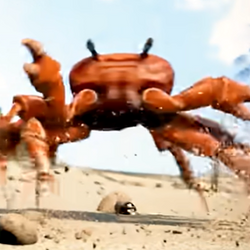 CRABPARTY / SOL