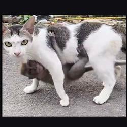 CATWIF / SOL
