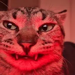 mushu2 / SOL