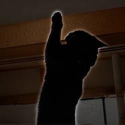 HODLCAT