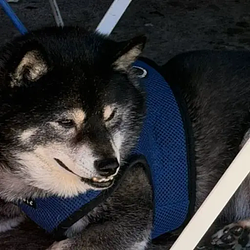 DOGE2