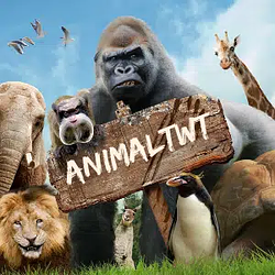 animaltwit / SOL