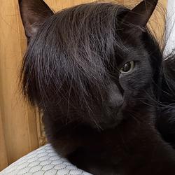 EMOCAT