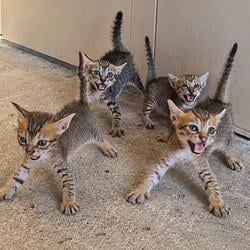 KITTENS