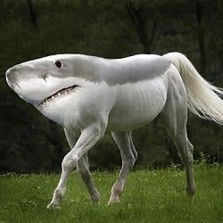 SHORSE