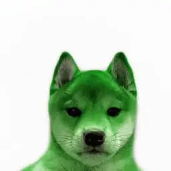 PVEDOG