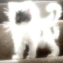 AURACAT