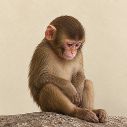 ape