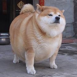 scpinu