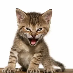 No Red Band Kitty