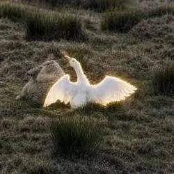 GOOSE