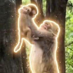 SIMBA / SOL