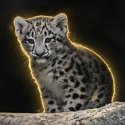 Nima / SOL