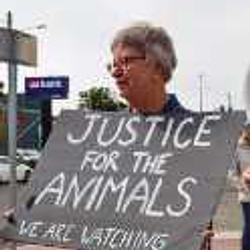 Animals / SOL