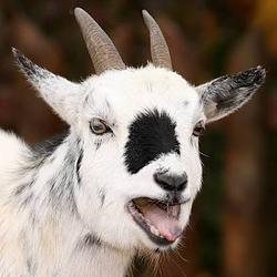 GOAT