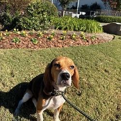 PETE