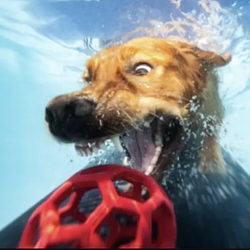 watrdog / SOL