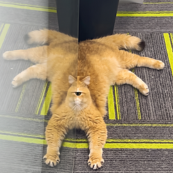 CATCLOPS / SOL