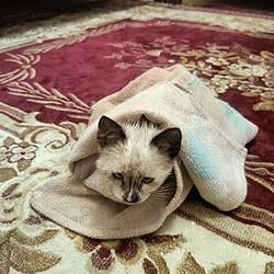 KITTY
