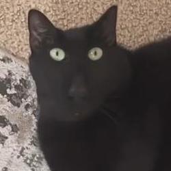 Wybie