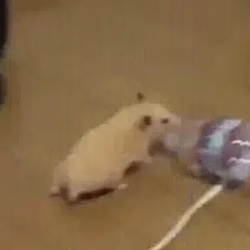 HAMMIE / SOL