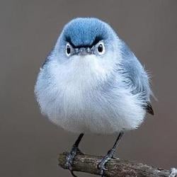 BIRDY / BNB