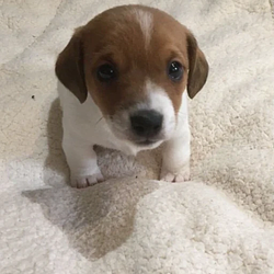 Tilly