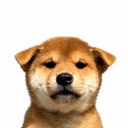 inu