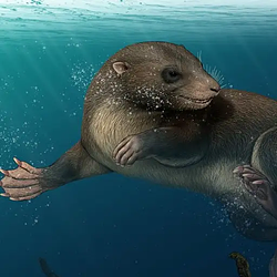 DONGOCONODON