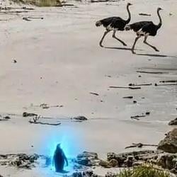Penguin
