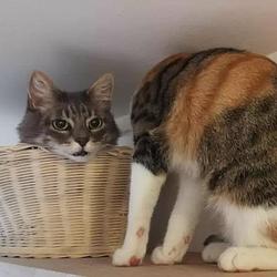 Decentralized Cat logo