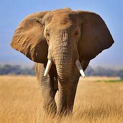 $ELEPHANT / WETH
