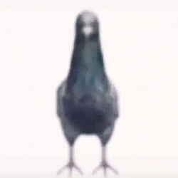 bird / SOL