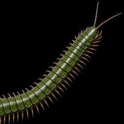 GREENBUG