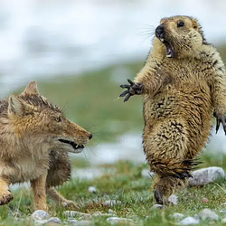 MARMOT