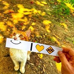 BINANCECAT / BNB