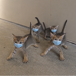 catmasks