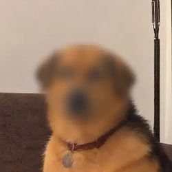 zDOG