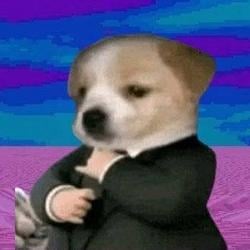 suitdog / SOL