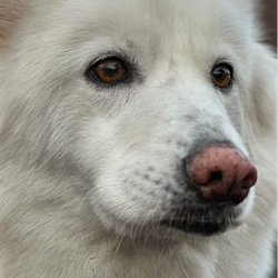 Dakota / USDC