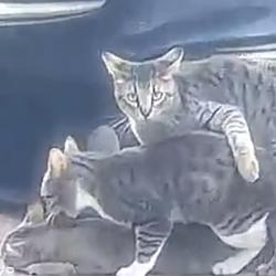 meowsome