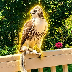 HAWK / SOL