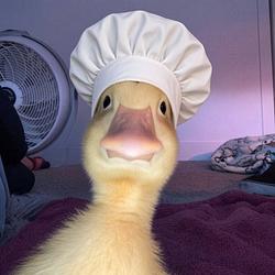 chef