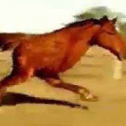 hors