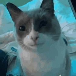 COOKEDCAT