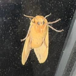 mothcoin / SOL