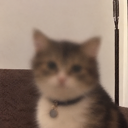 zCAT