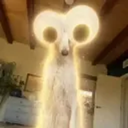 fomodog / SOL