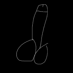 penis